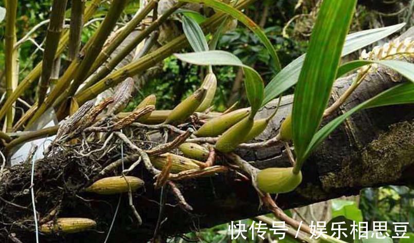 入药|农村长在石头上的杂草，原来无人问津，现在35元一斤很抢手