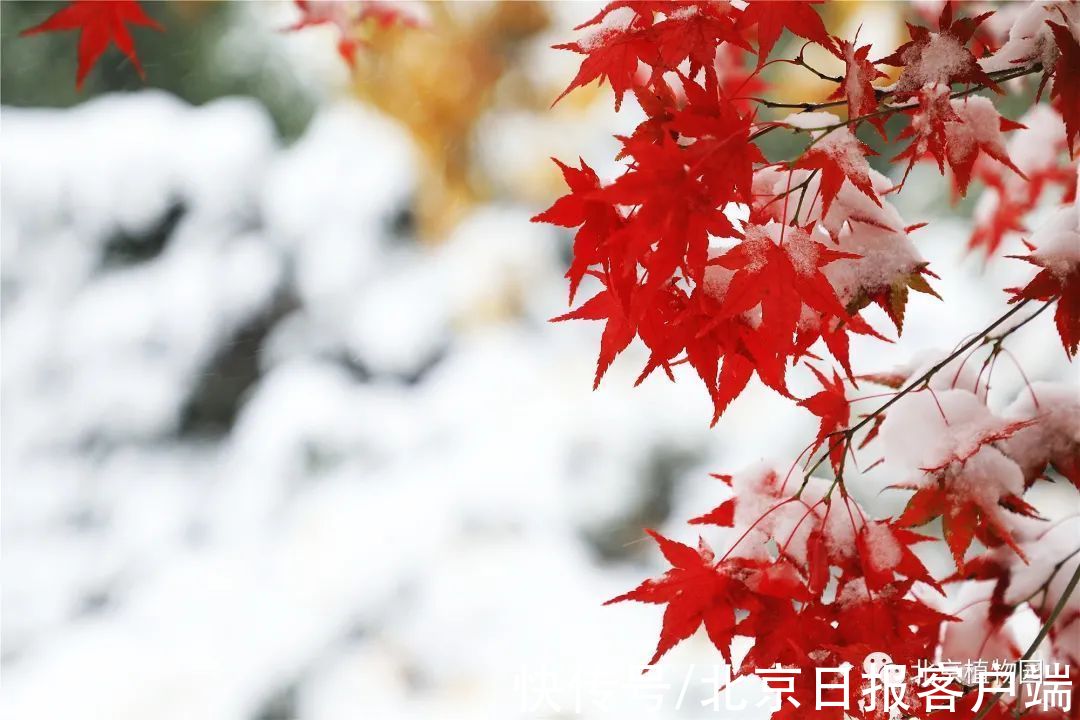 美景|立冬恰逢初雪，北京号带您“云”赏雪后美景