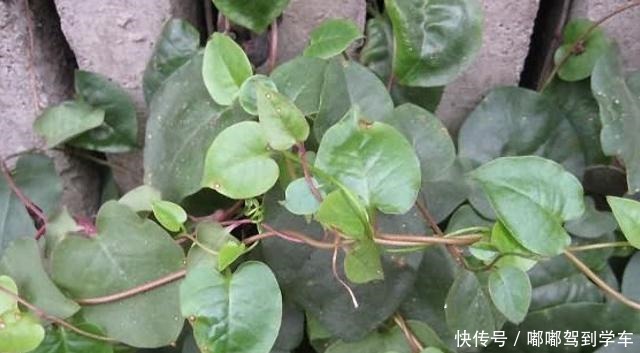 它与“三七”同名,却极少人知道价值,常被荒废,120元一斤!