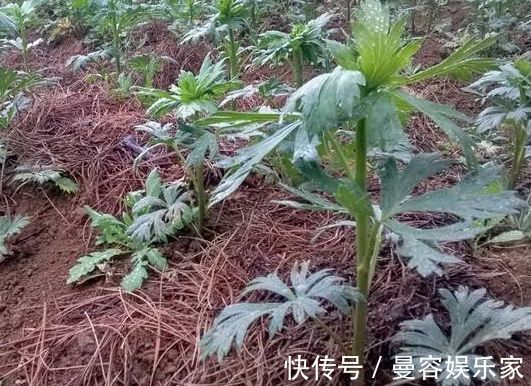 男性|农村长相似洋姜的野草，称“天下第一药”，男性福音，一斤45元