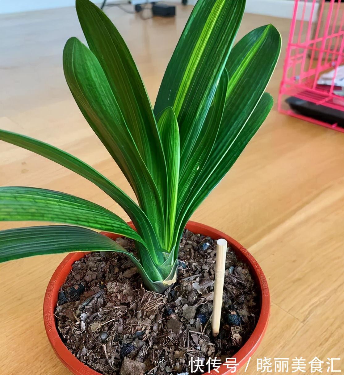 养花人的“大难题”,花盆插根“筷子”就能解决,不黄叶,开花旺