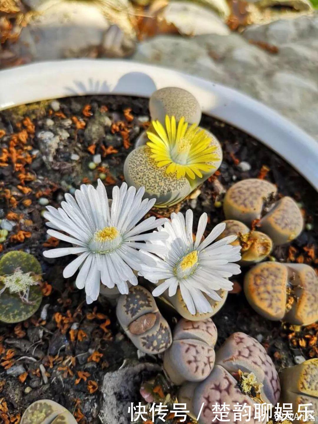 生石花|6种多肉太难养，赶紧留个种，省得每年都要重新买！