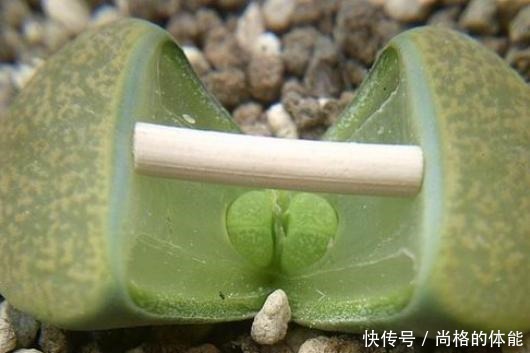 把生石花折腾成这样,看了都心疼,花友说是挽救生石花!