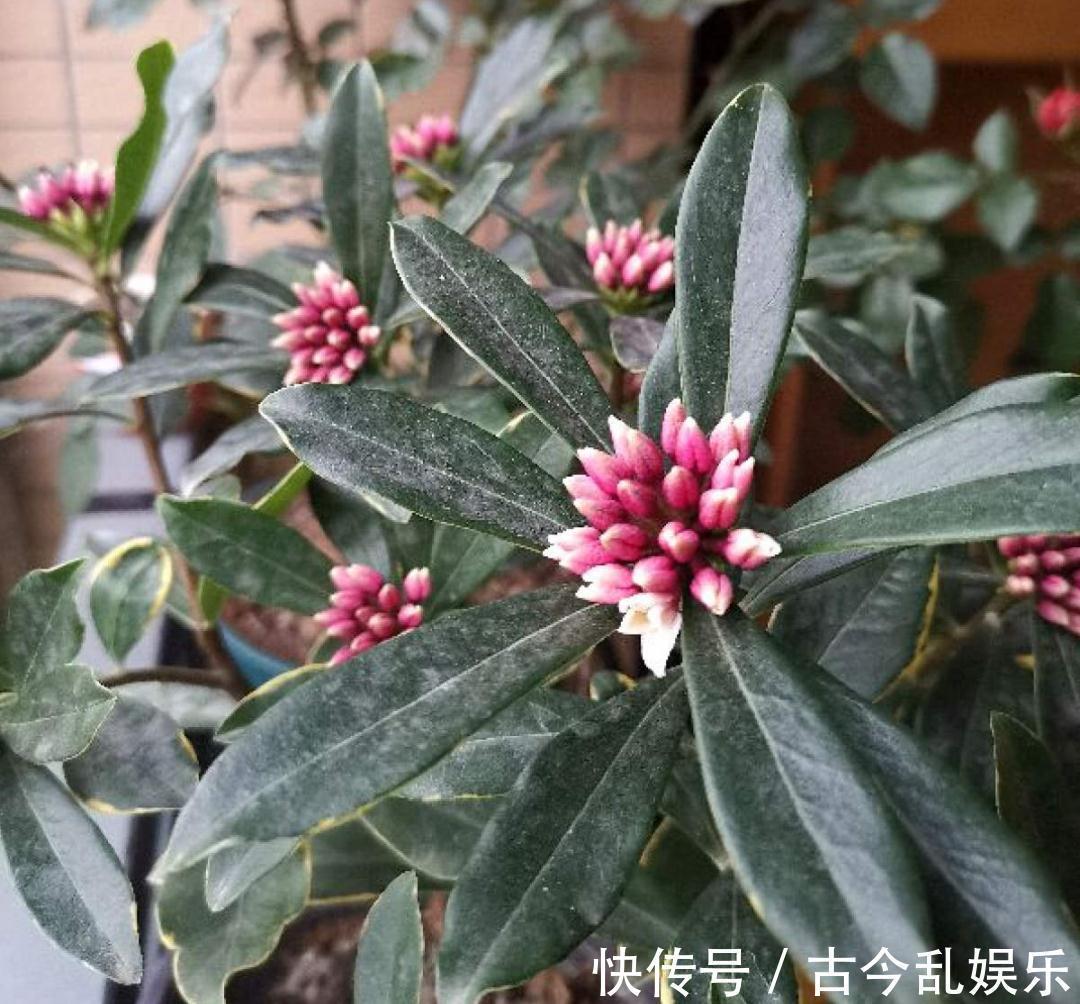 耐寒|适合秋天养的12种花,耐阴又耐寒,秋冬长得更精神