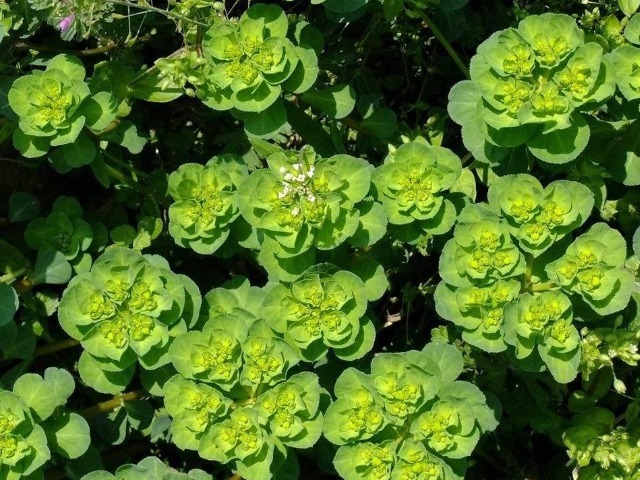 美味|野菜虽美味，生命第一位！3大有毒野菜，外出时最好别采