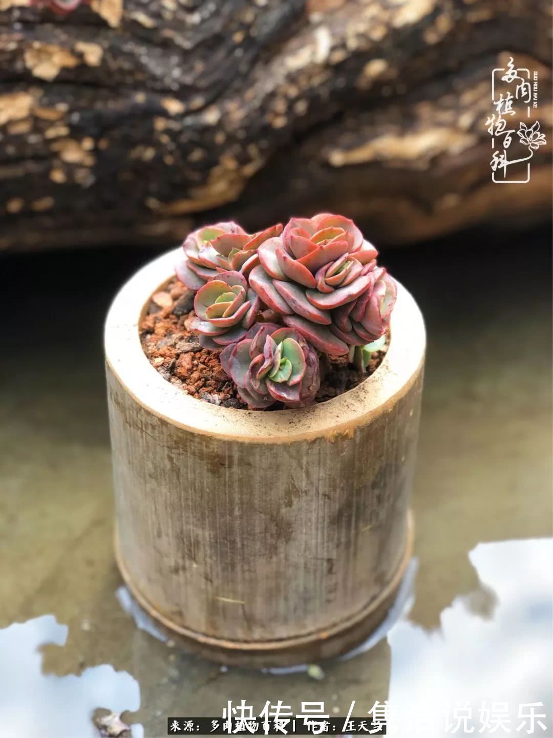 多肉遇上枯木木花盆,姑娘自己造!