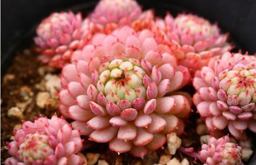 3种多肉长出状态绝美,养的人多少有人养好,你养过几种?