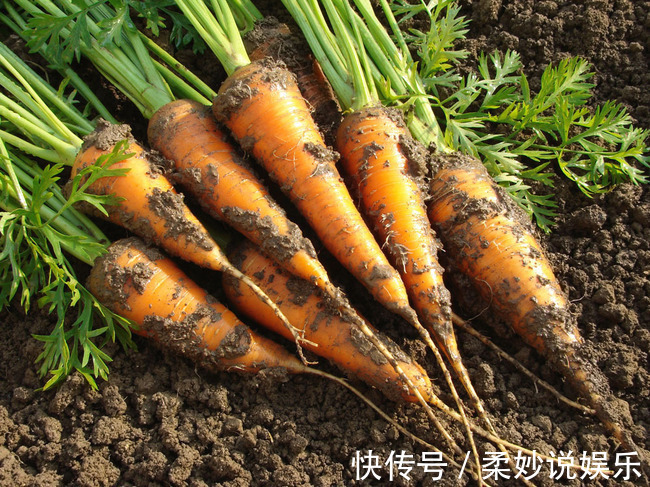 糖尿病人|胡萝卜和此物一起煮,睡眠好了,皮肤红润,早吃早健康!