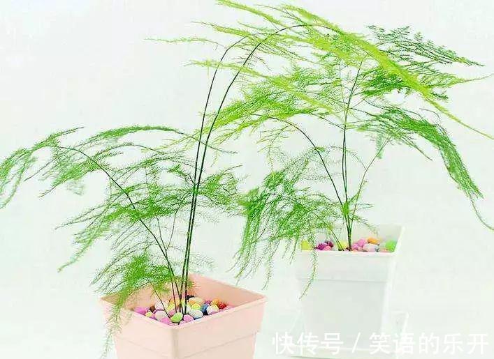 冬季花卉黄叶原因大盘点,看看你的花花中招了没