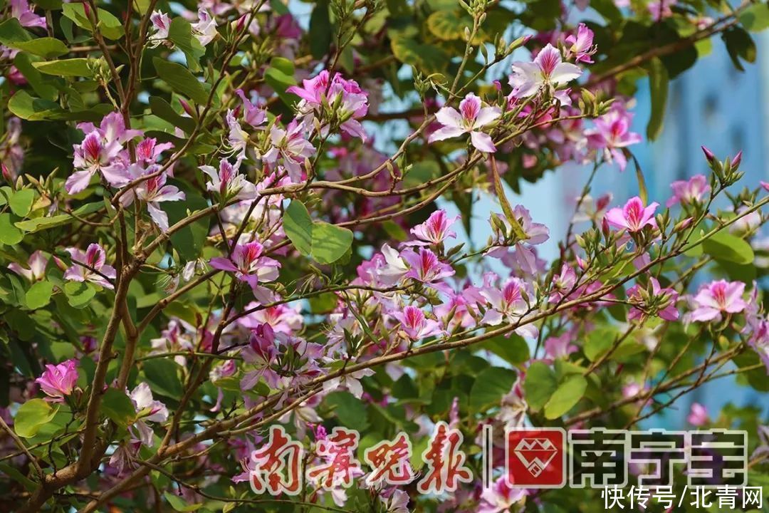 满城繁花一路相伴！邕城的春天太！美！了