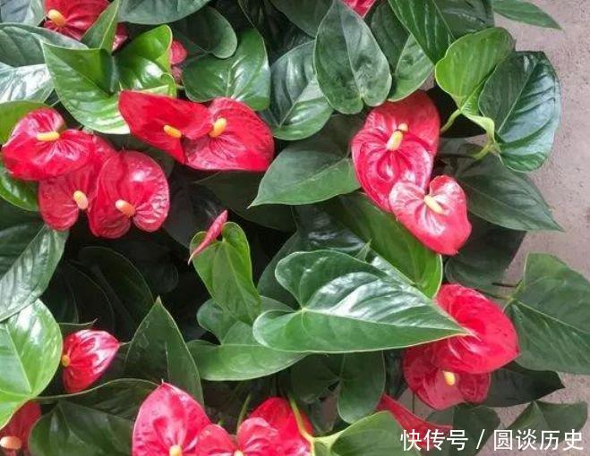 全年|4种“好养花”,随便一养就爆盆,养家里,全年开花不断