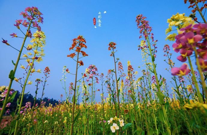 峨眉河畔，七彩油菜花惊艳绽放