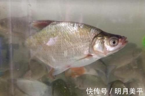 天气冷，鳊鱼反而更好钓？老司机再次提醒，这钓法果然不同凡响