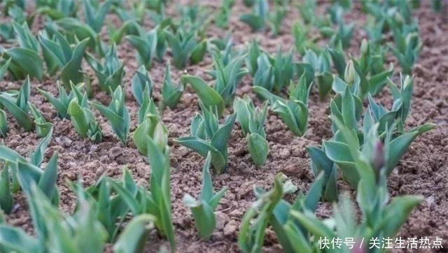 旧农舍改造成花园，一年四季花开不断，邻居看了羡慕的不得了！