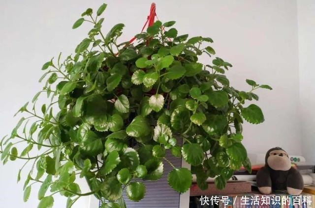 想省心就养这些花，没有病虫害，就爱开花！想省心就养这些花，没有病虫害，就爱开花！