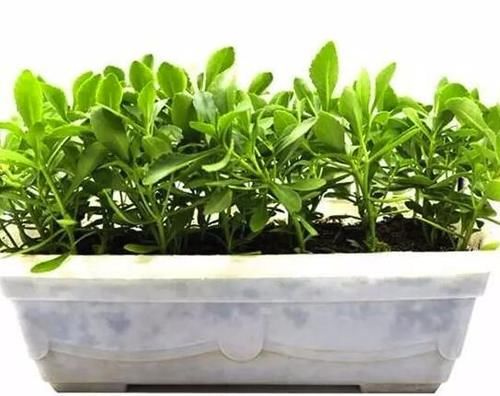 阳台种几盆养心菜，可食可赏，营养高，一年四季吃不断！