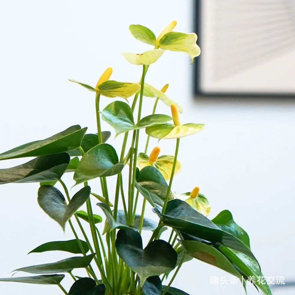 红掌和火鹤花是同一种植物花朵为啥会变绿，如何让它复花