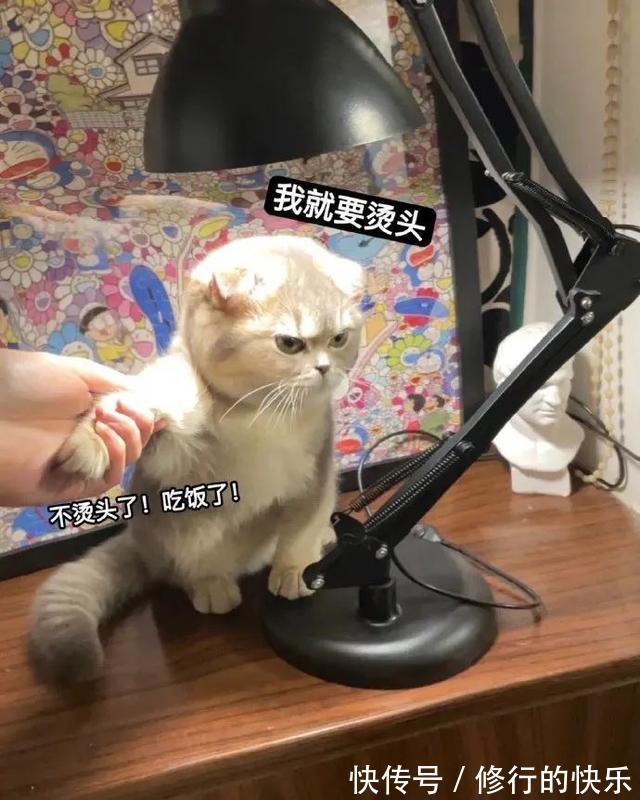 |冬至到底吃什么的终极答案 冷段子2018