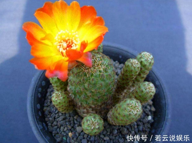 高温环境下,有“1种植物”最好养,不仅越晒越旺,还不用常浇水