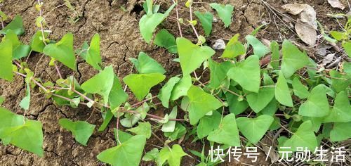 野草|农村这种野草，蛇见了就跑，人称“蛇倒退”，却是民间的治病良药