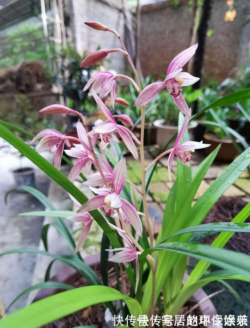 茶花|十月不知养啥花?看看这六种,好养又漂亮,可以放心入手