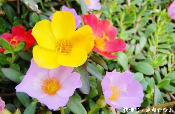 春天就养“4种花”,四季开花,花色多,一盆能养一辈子!