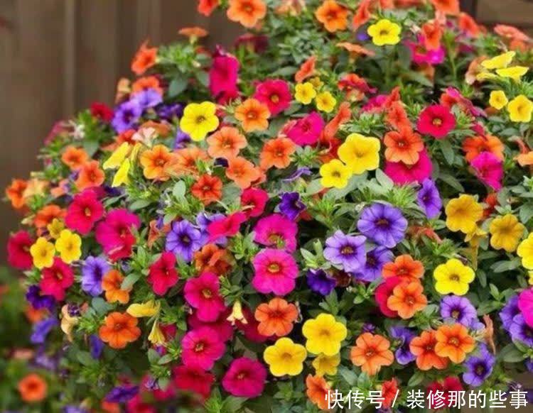 几种花,开花漂亮又好养,鲜艳无比,开成百花园!