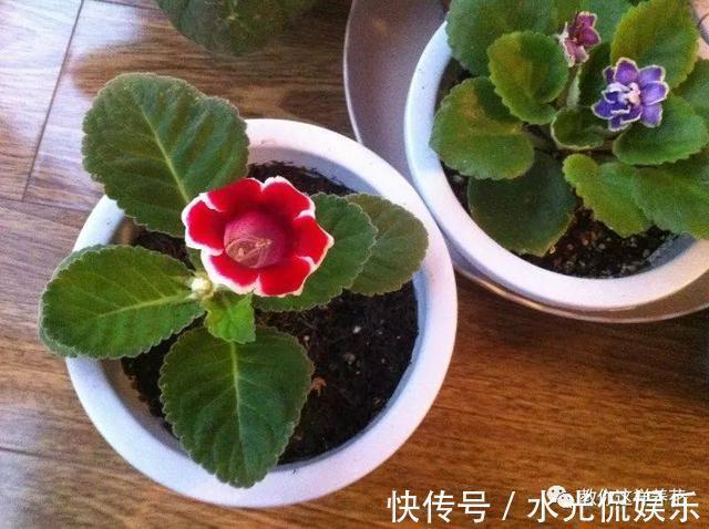 1种花超耐阴,一点散光就爆盆,花一开就是200多天!