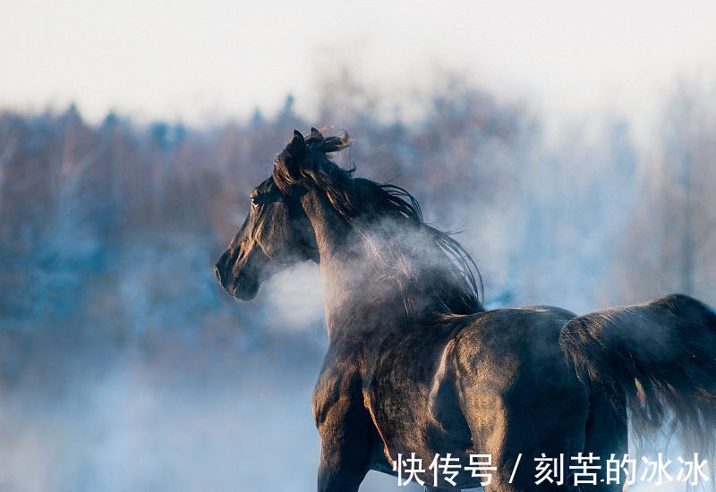 财运|生肖属马人，9月起财运大涨，收入越来越多