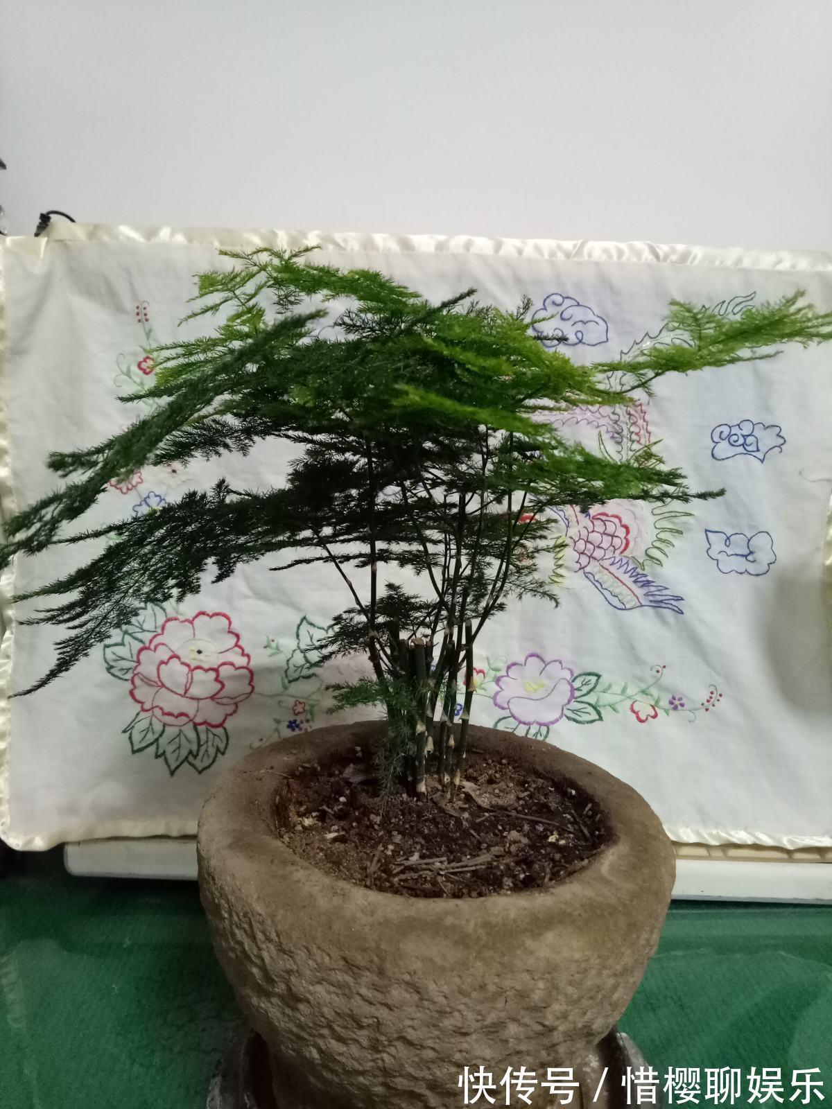 根部|文竹养着养着就黄叶浇水浇对了,叶子常年绿油油!