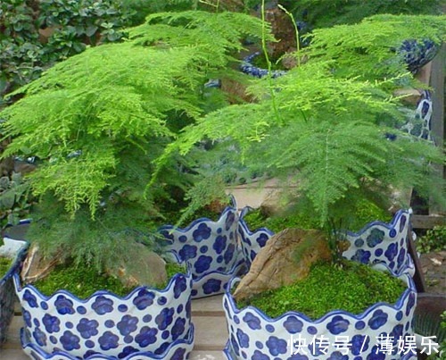 浇水|文竹这么养护,一年四季绿油油,不再黄叶、烂根,不停冒新芽