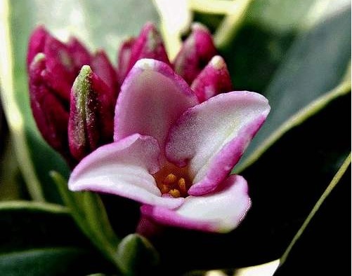 新手养花,不妨试试这几朵,比绿萝还好养,郁郁葱葱,四季常开花