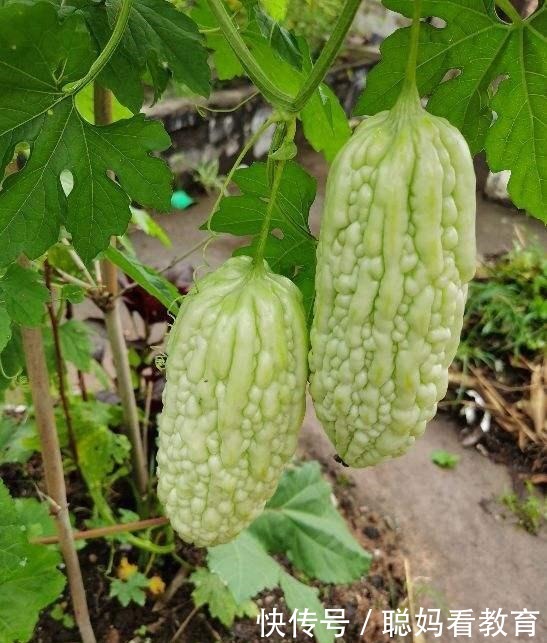  需要焯水的蔬菜，焯一下口感更好，脆嫩好吃颜色漂亮