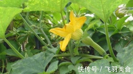 四棱豆|每天不妨多吃3种食物,排毒养颜、滋补身体,好处多多!