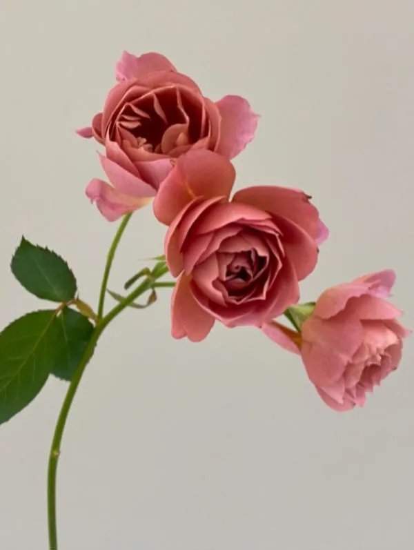 银河|诗词丨七夕:衣带渐宽终不悔,为伊消得人憔悴