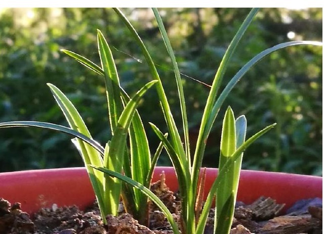 养兰花一不小心浇多水,新苗腐烂怎么办应该要怎么样挽救回来。