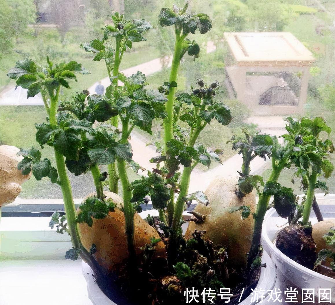 盆景|菜市场挑5种菜,丢水里就是一盆景,买花的冤枉钱就省了