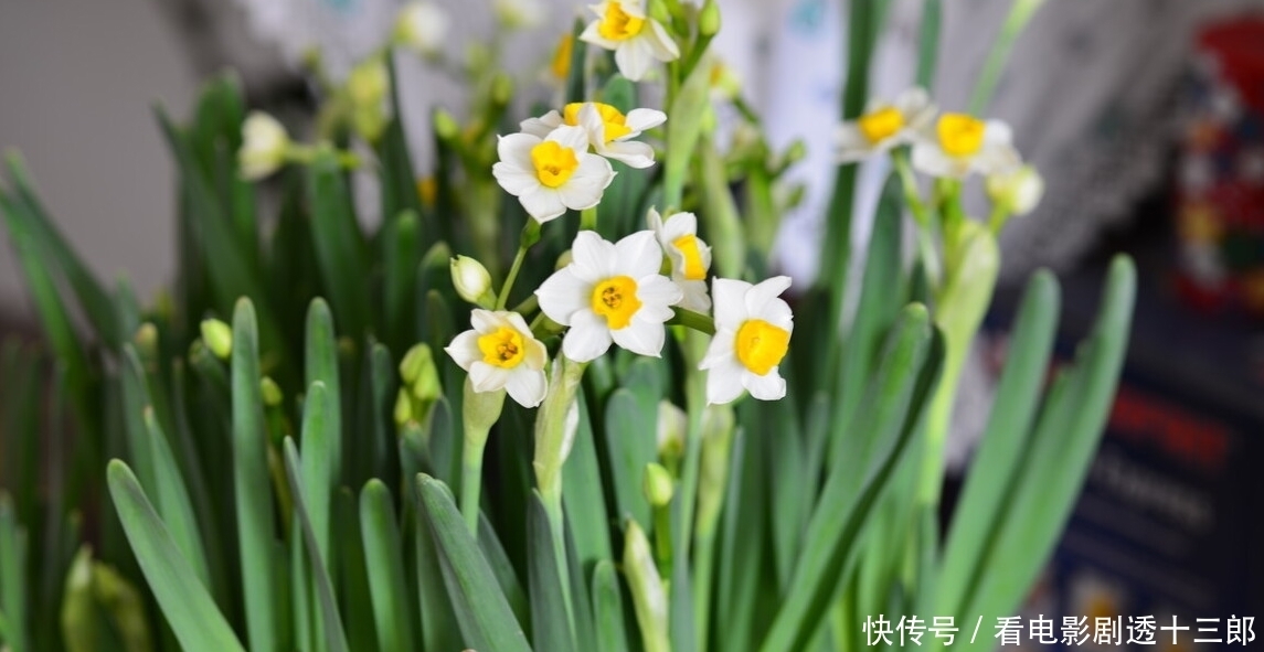 最适合送人的七种花,亲戚朋友见了都喜欢,花多又漂亮,还便宜