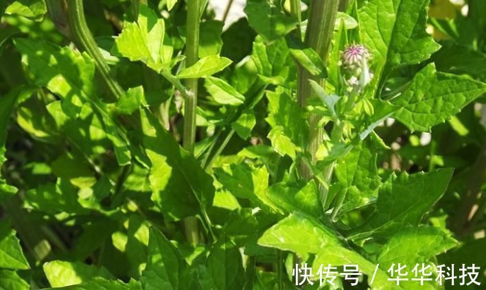 蒲公英|农村的这种野菜,比蒲公英还有营养,却被很多人当野草拔了