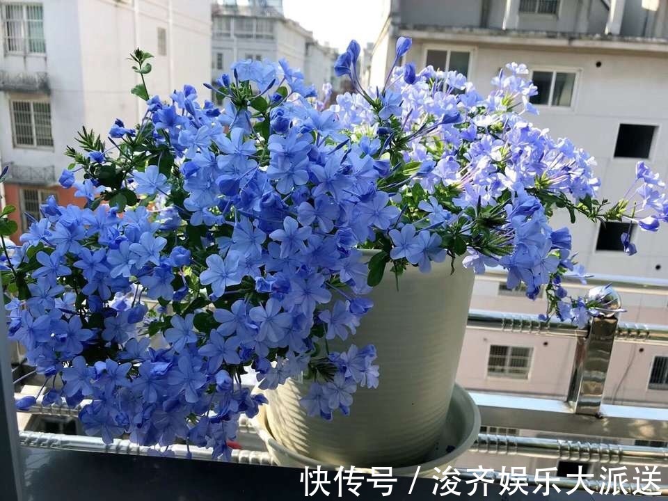 花人|懂花人都知道,1种花“耐热、好养”,春天播种,夏天“开爆盆”