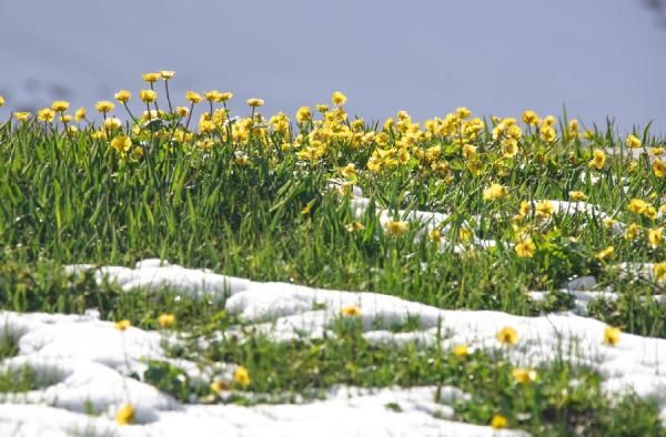 那拉提|面朝雪山 草原花开