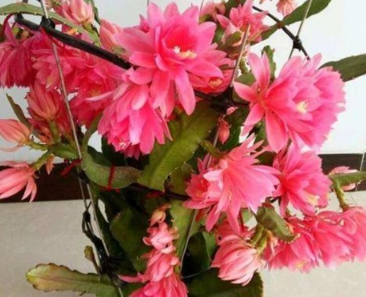 3种花养在家里，花朵硕大，花期长，家中养花首选，美不胜收！