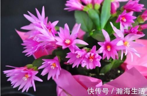 蟹爪兰想要开花多,光靠施肥是没用的,分享我的经验和方法