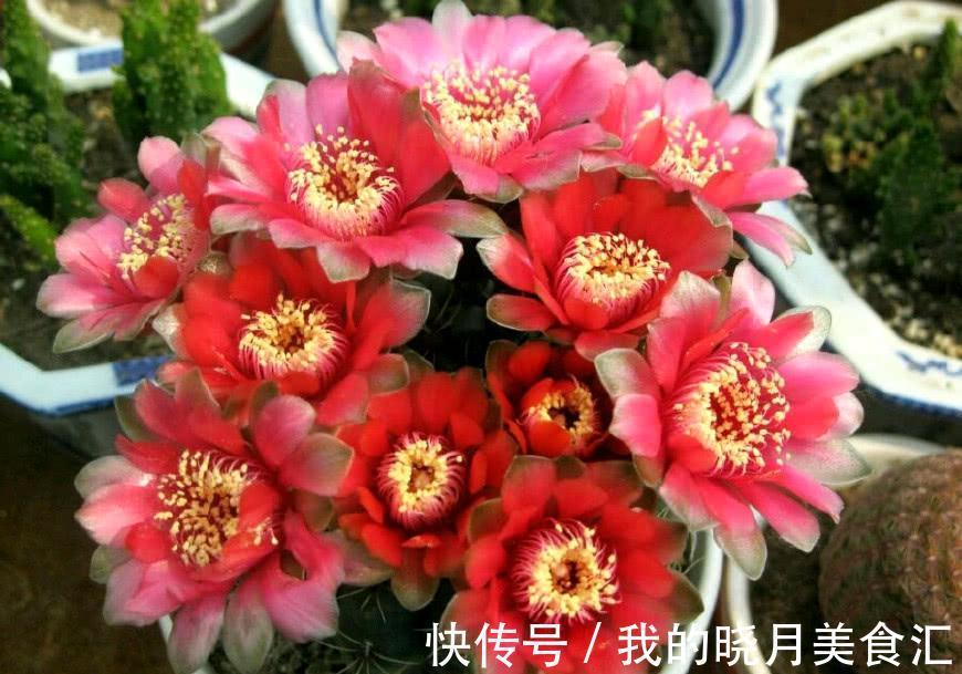 天冷后，需要“穷养”的六种花，水多易烂根，多晒爱生长