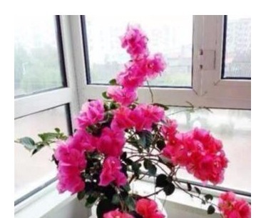 三角梅难开花老花农用“它”养,40天能见效,花芽分化非常快