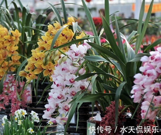 紫砂|“兰花”怎么养做好5点，叶子油绿，开花多，又香又好看！