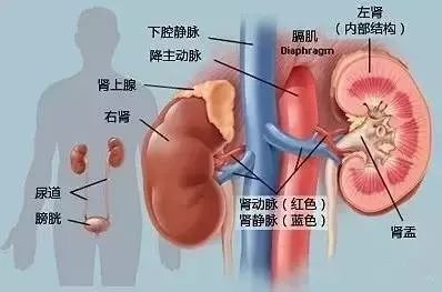 高血压|为何“尿毒症”越来越多？医生坦言：不是烟酒，多数是这3件事害的！