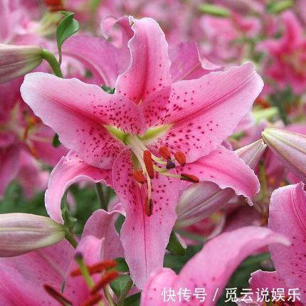 农村|这种花在农村到处都是,却是有钱人最爱养的盆栽,不仅招财还养人
