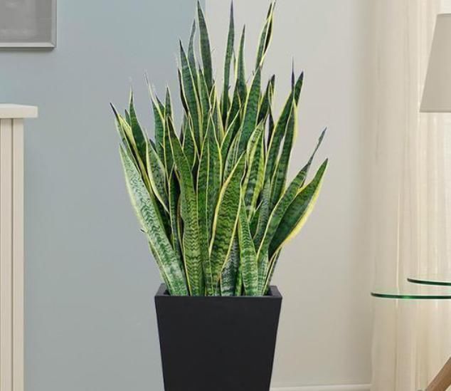 人养花,花也养人,4种花养家里,专吸甲醛、二手烟,快养起来吧