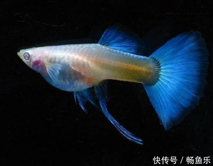 孔雀鱼烂尾烂腮